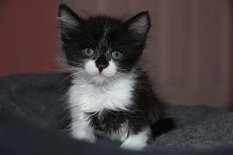 Young Cat Foto stock