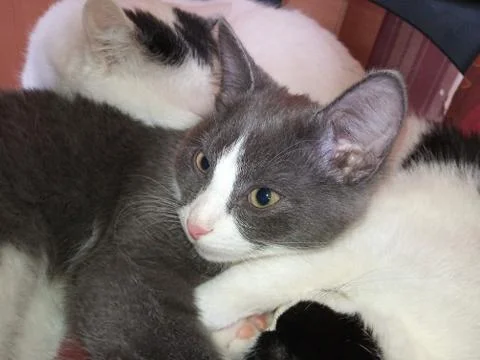 Young cat Stock Photos