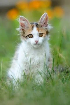 Young cat 写真素材