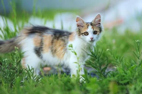 Young cat Fotos de archivo