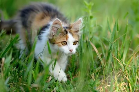 Young cat Stock-Fotos