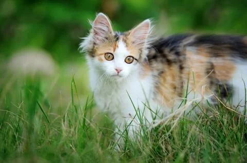 Young cat Foto stock