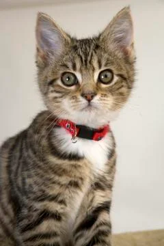 Young cat Stock Photos