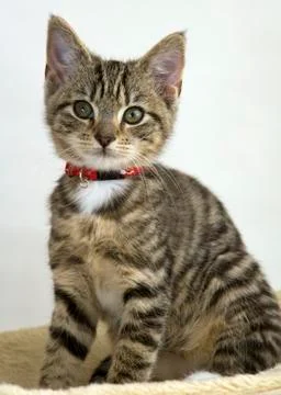 Young cat Stock Photos