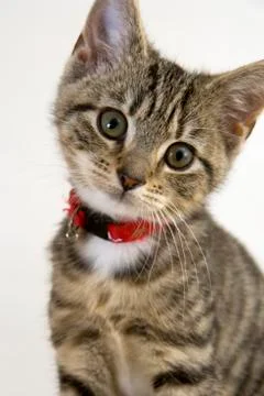 Young cat Stock Photos