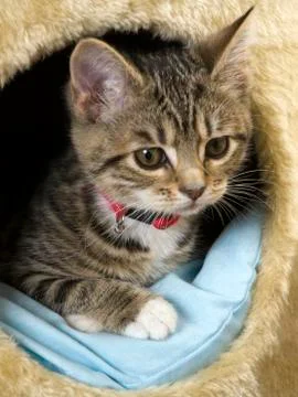 Young cat Stock Photos