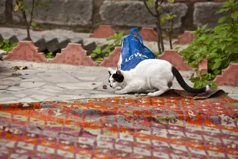 Young Cat at play 7 Stock Photos