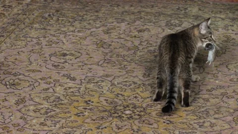 Young cat playing with a caught mouse Stock Footage 258840784
