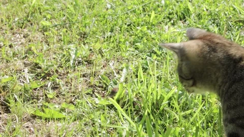 Young cat playing with a mouse Video stock 258844188