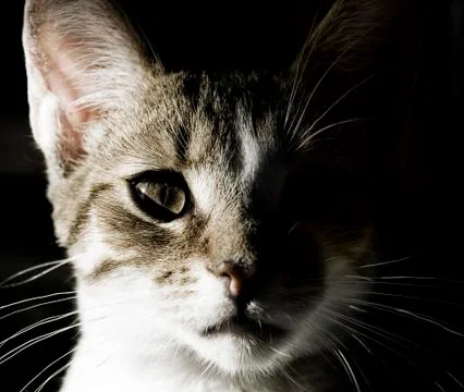 Young cat portrait Stock Photos