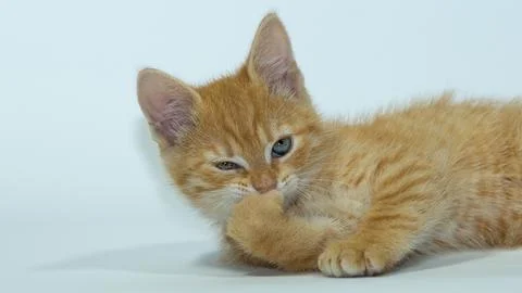 Young cat posing in the home studio on a white background Foto stock