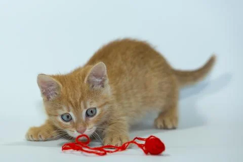 Young cat posing in the home studio on a white background Stock Photos