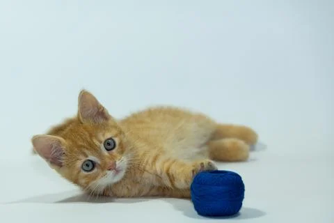 Young cat posing in the home studio on a white background Stock Photos