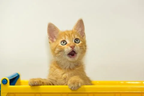 Young cat posing in the home studio on a white background Stock Photos