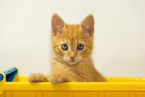 Young cat posing in the home studio on a white background Foto stock