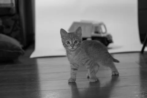 Young cat posing in the home studio on a white background Stock Photos