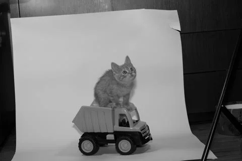 Young cat posing in the home studio on a white background Stock Photos