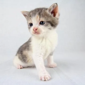 Young cat posing Stock Photos
