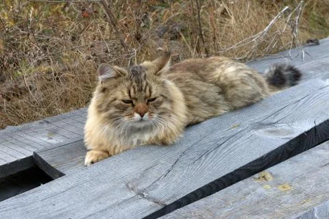 Young cat resting on the old pine boards in the remote Russian village Stock Photos
