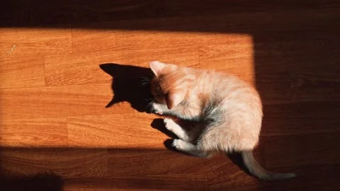 A young cat rolls around playfully in a patch of sunlight on a wooden floor. The Stock Footage 339025032
