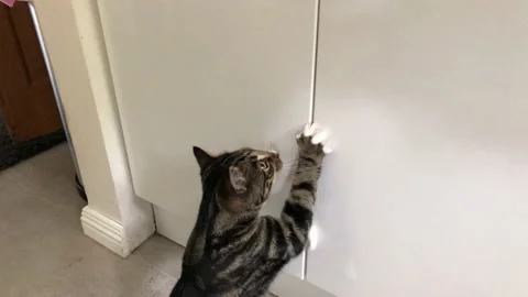 Young Cat Scratching At Kitchen Cupboard Door Gets Rewarded 4k60 Stock Footage 143002441