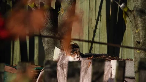 Young cat sharpens its claws Stock Footage 219884603