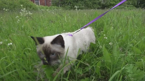 Young cat (Siamese type ,Mekong bobtail) walks in a grass Stock Footage 84864436