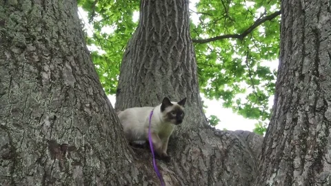 The young cat (Siamese type ,Mekong bobtail) plays in a tree fork Stock Footage 84864533