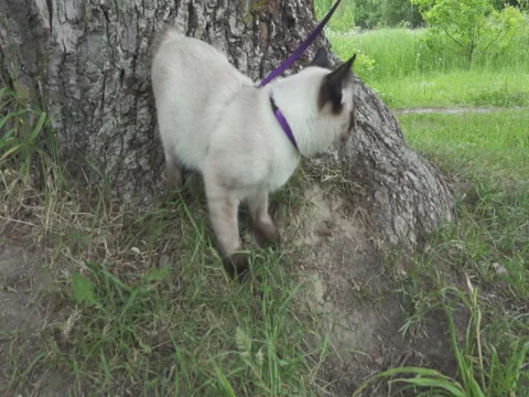 Young cat (Siamese type ,Mekong bobtail) walks in a grass Stock Footage 84864567
