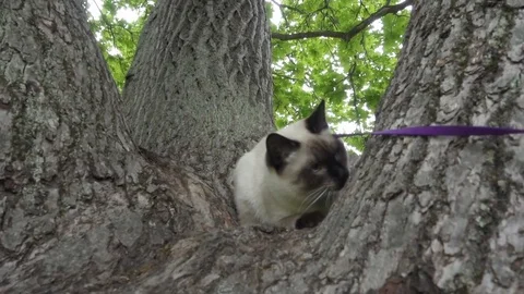 The young cat (Siamese type ,Mekong bobtail) plays in a tree fork Stock Footage 84864662