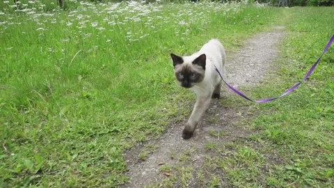 The young cat (Siamese type ,Mekong bobtail) walks in a grass Stock Footage 84864752