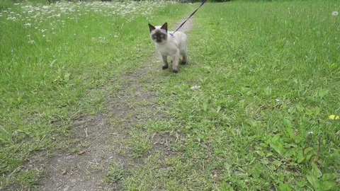 The young cat (Siamese type ,Mekong bobtail) walks in a grass Stock Footage 84864801