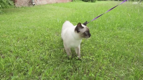 The young cat (Siamese type ,Mekong bobtail) walks in a grass Stock Footage 84864840