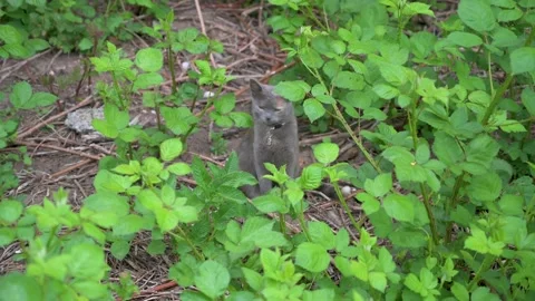 Young cat sits in the bushes next to a road and hides Stock Footage 132282516