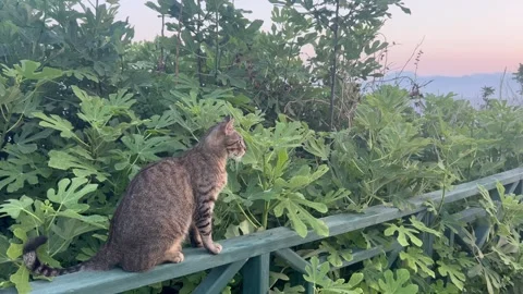 Young cat sitting on a bench by sunset in nature Stock Footage 337039399