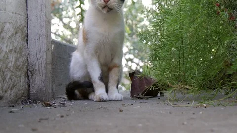 Young Cat Sitting On The Floor Stock Footage 70000816