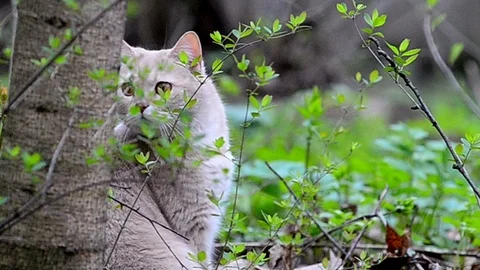 Young cat sitting on meadow Stock Footage 89744707