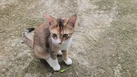 A young cat is sitting peacefully on textured ground beside a small green twig. Stock Footage 324831137