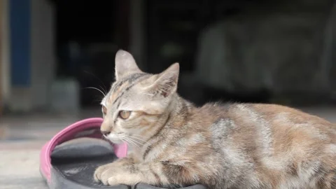 Young cat sitting on the sandals 動画素材 243365709
