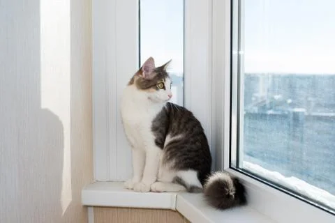 Young cat sitting on  window sill Stock Photos