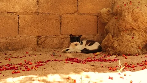 Young Cat Sleeping in Shade at Syrian Countryside Home on Hot Summer Day Video stock 312507618