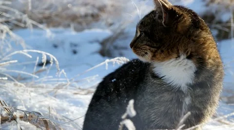 Young cat in the snowy winters Stock-Footage 44796401