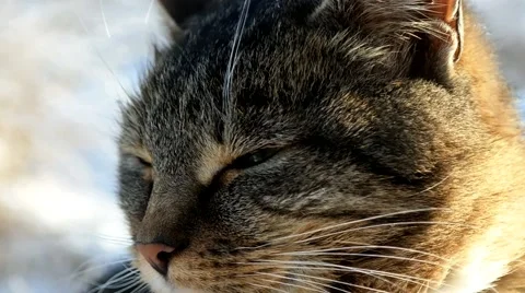 Young cat in the snowy winters Stock-Footage 44796461