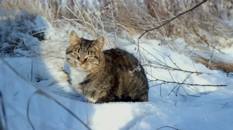 Young cat in the snowy winters Stock-Footage 44796518