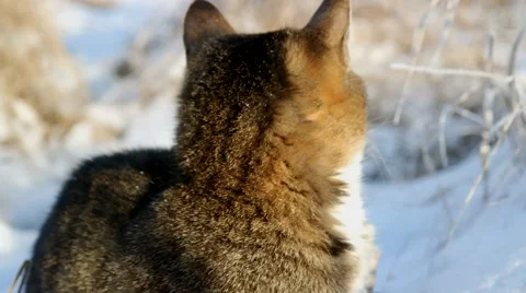 Young cat in the snowy winters Stock-Footage 44796567