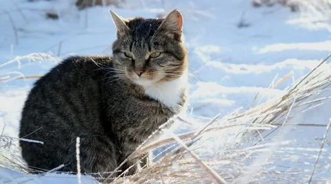 Young cat in the snowy winters Video stock 44796736