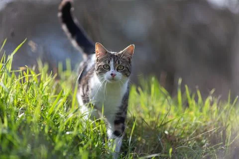 Young cat with tiger pattern fur on a green grass Stock Photos