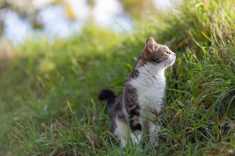 Young cat with tiger pattern fur on a green grass Stock Photos