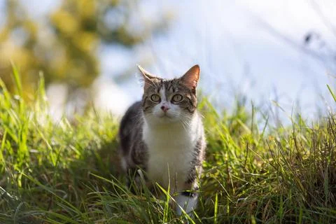 Young cat with tiger pattern fur on a green grass Stock Photos