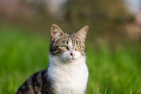 Young cat with tiger pattern fur on a green grass Stock Photos